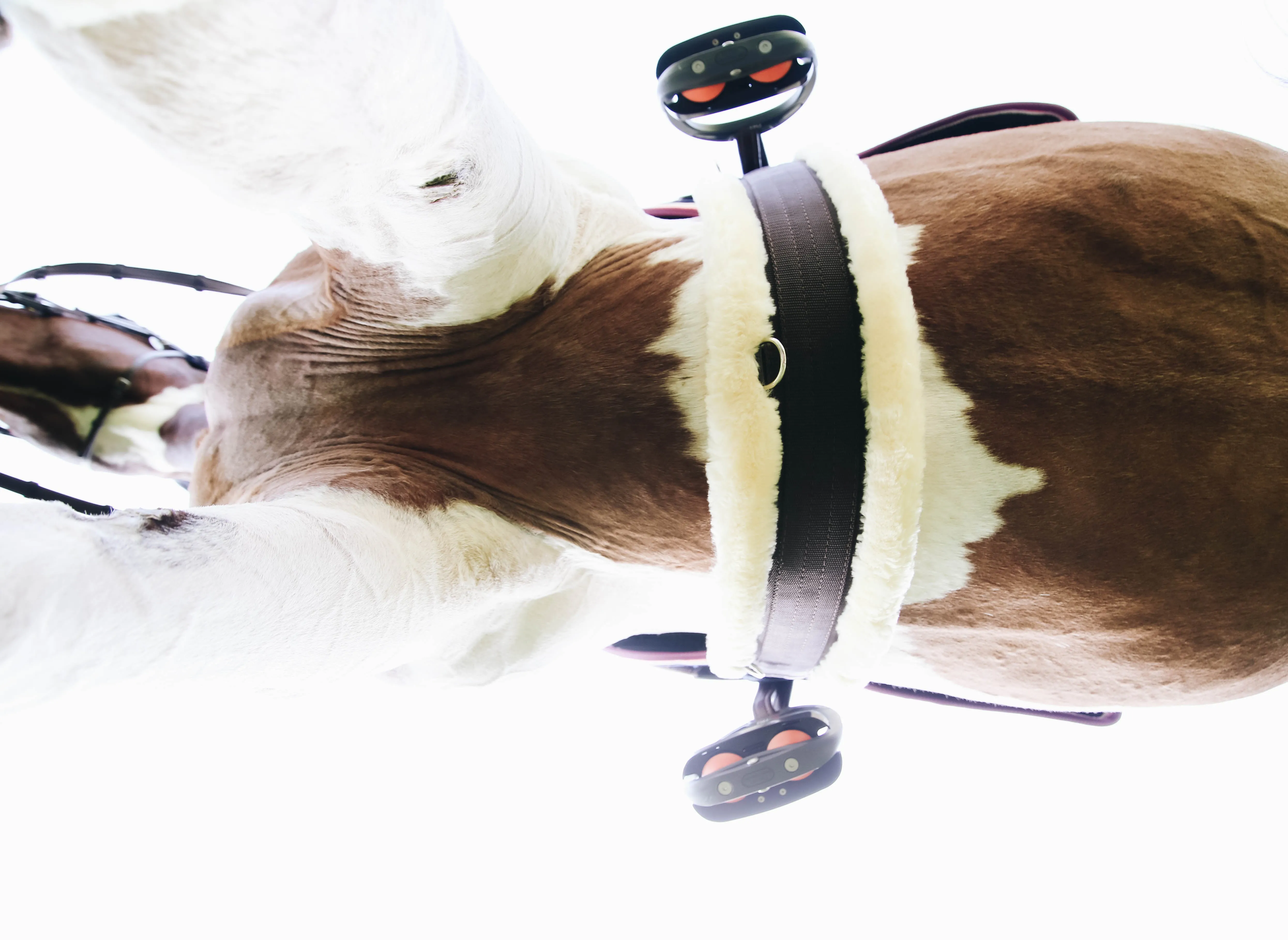 Sheepskin Girth